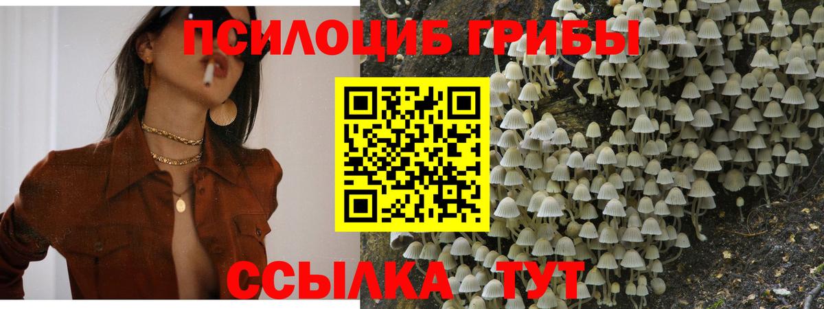 Мурманск  где найти наркотики  Псилоцибиновые грибы MAGIC MUSHROOMS  Вход с VPN  Псилоцибиновые грибы мицелий 